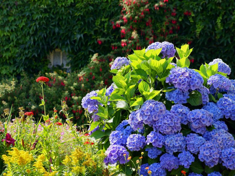 photo de fleur