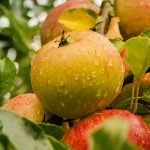 Visite d'une ferme cidricole